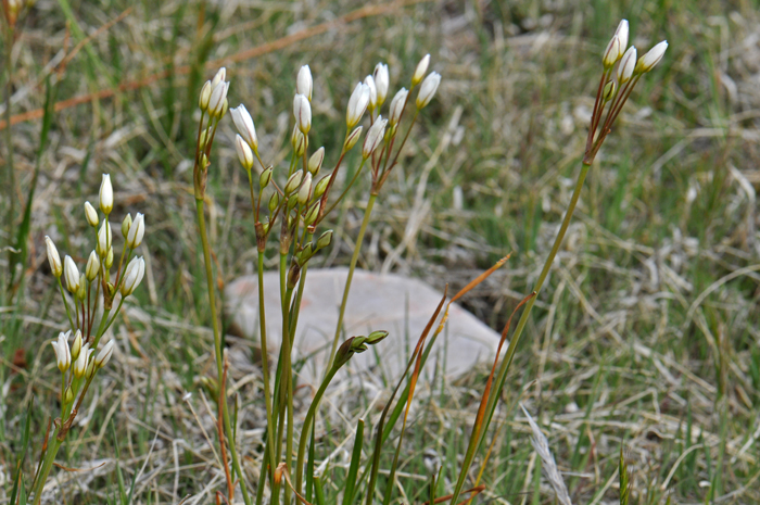 Crow Poison or False Garlic is a forb that prefers elevations from 4,000 to 6,000- feet (10 - 40 cm). In the United States this is an early spring flower. Nothoscordum bivalve